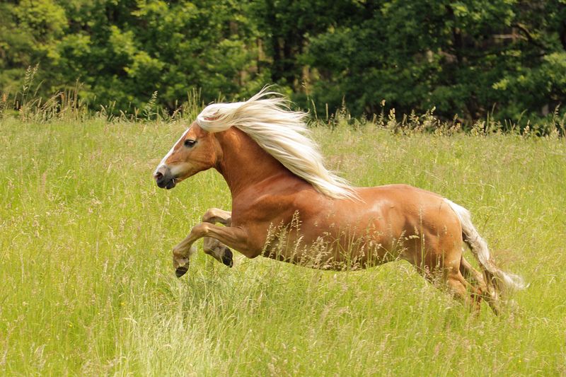 Haflinger: Golden Mountain Ponies Brightening California Ranches