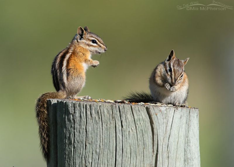 Colorado: Rocky Mountain Chipmunk Diversity