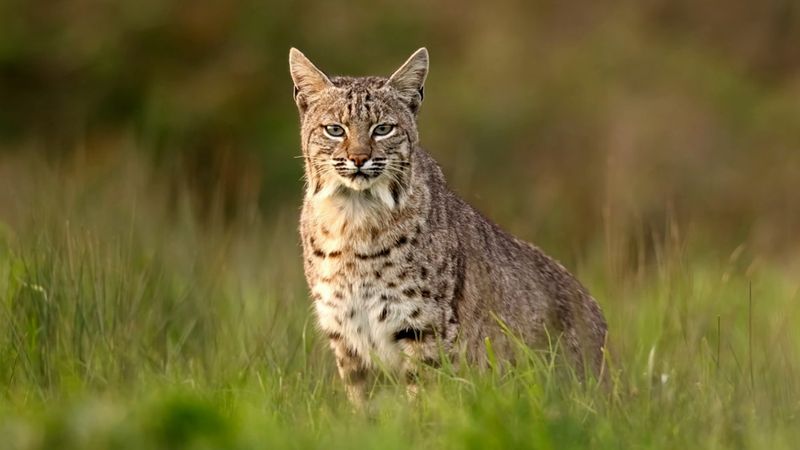 Iowa's Farmland Felines