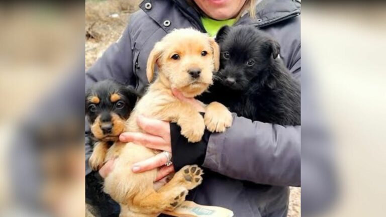 mother dog and seven puppies