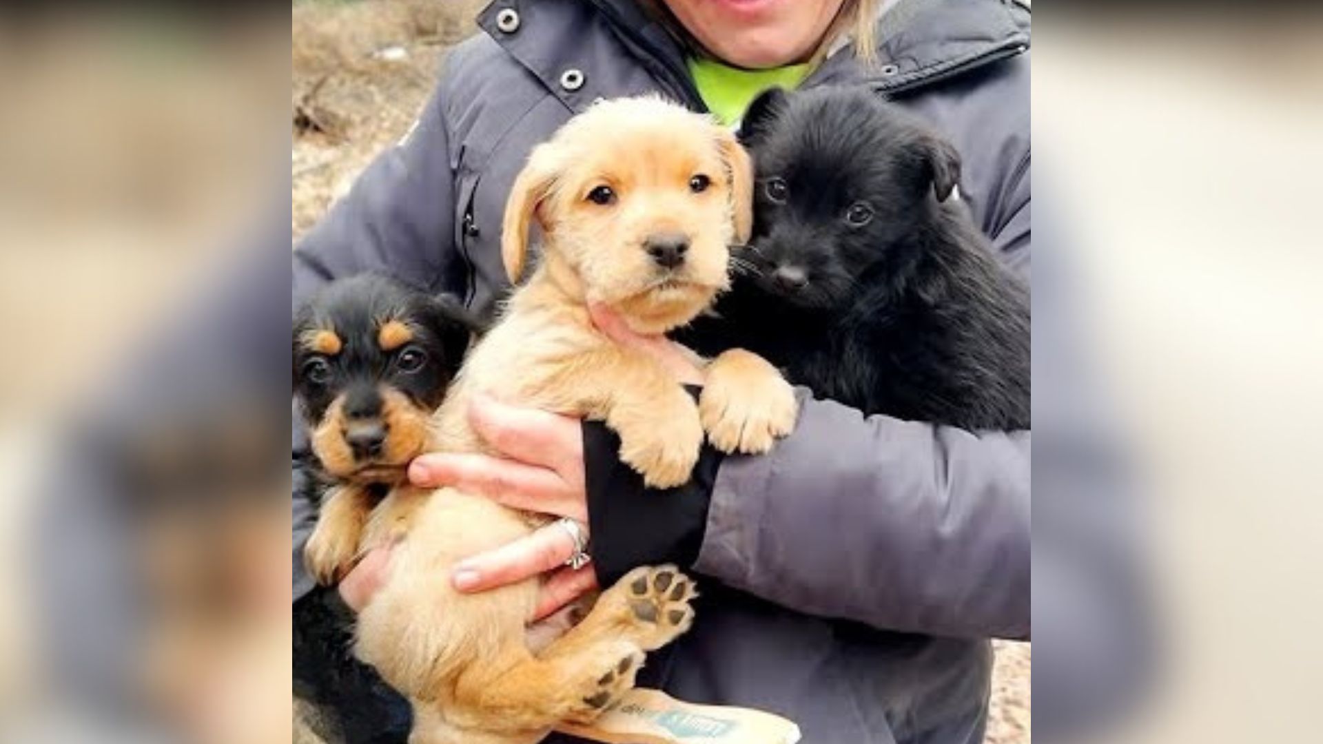 mother dog and seven puppies