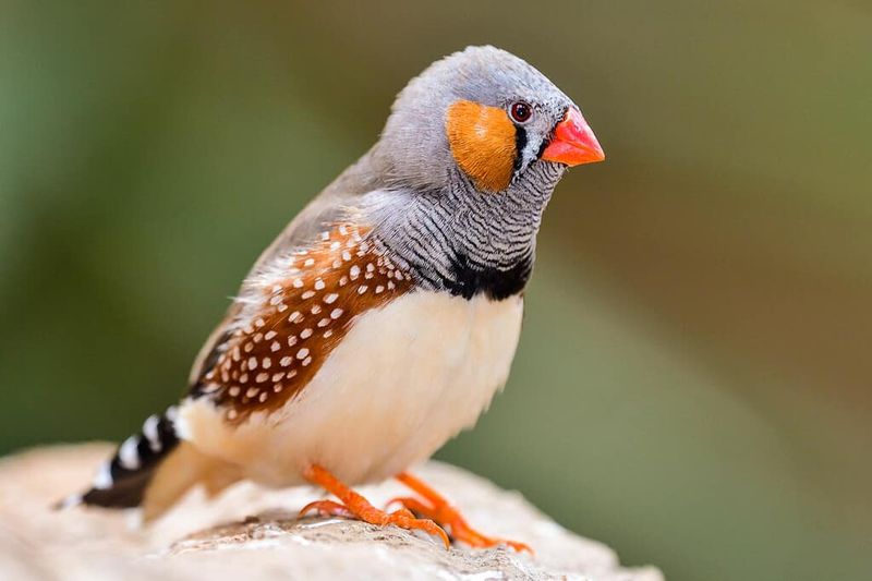 Zebra Finch: The Snowbird's Perfect Companion