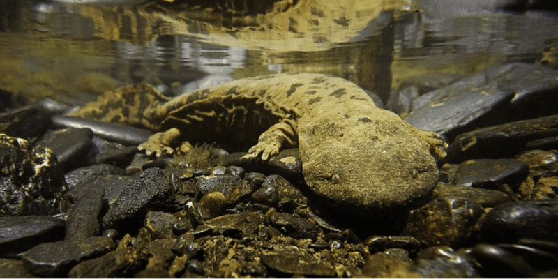 Eastern Hellbender