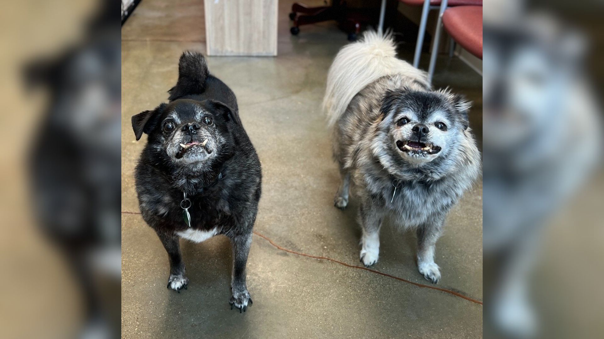 two senior dogs