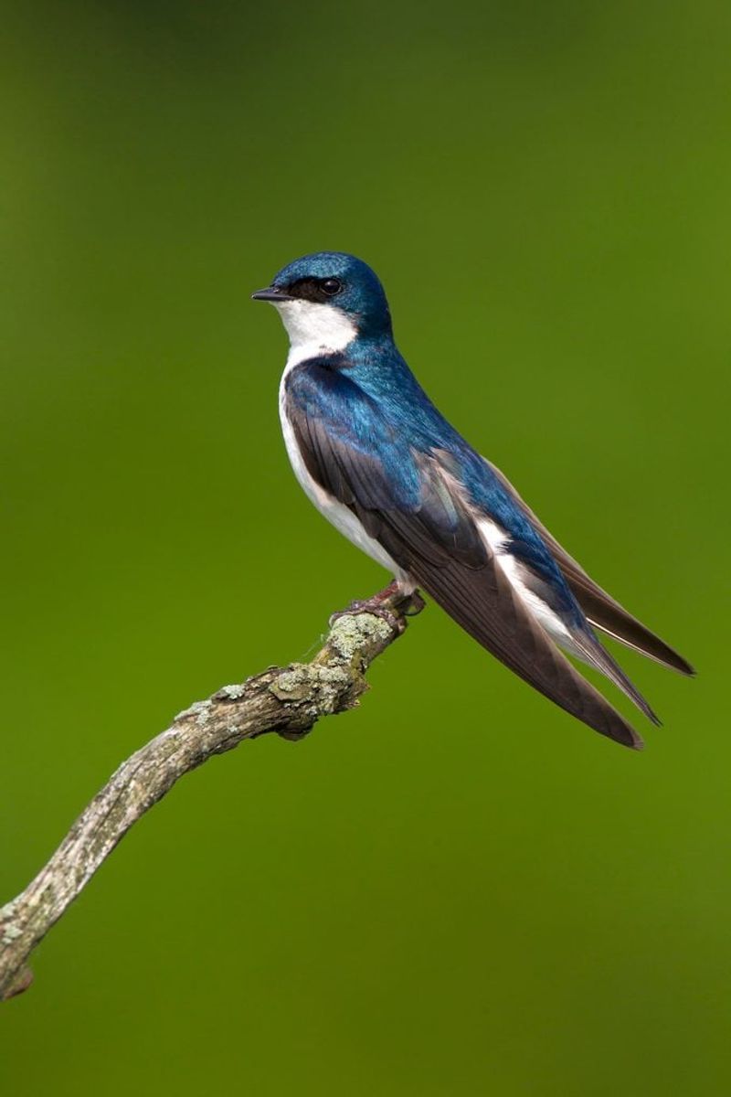 Tree Swallow