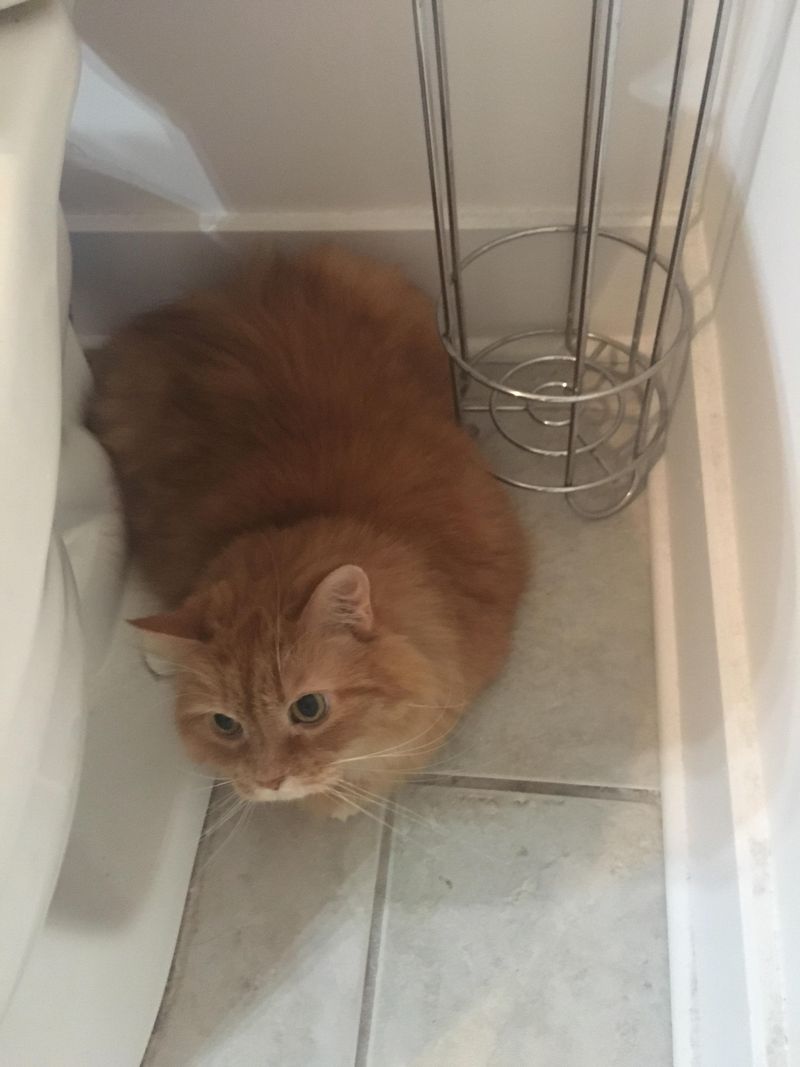 Behind the Toilet: The Bathroom Bunker