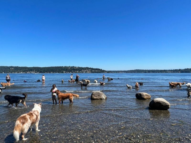 Dog Park Dominance