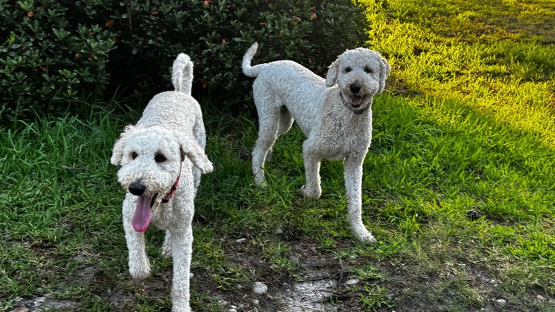 Daily Walks And Outdoor Activities