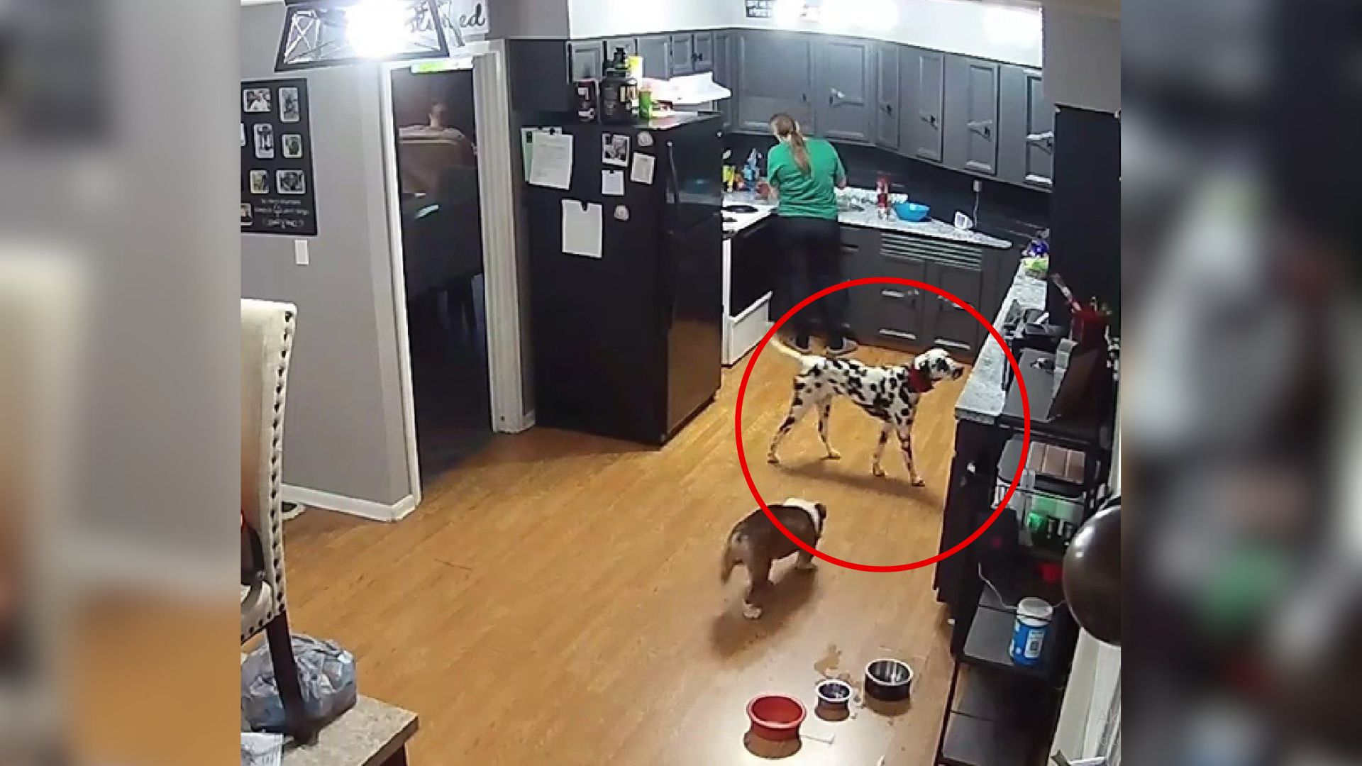 Internet In Stitches As West Virginia Dog Silently Commits ‘Kitchen Crime’, But The Camera Captures Everything