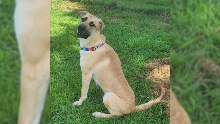 dog with big tail
