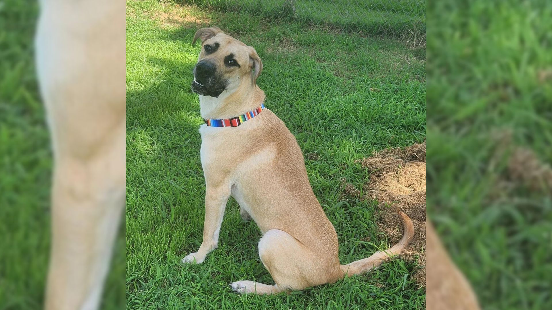 Internet Raves About This Mississippi Dog’s Massive Tail And Its Unusual Length