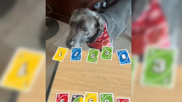 dog playing uno