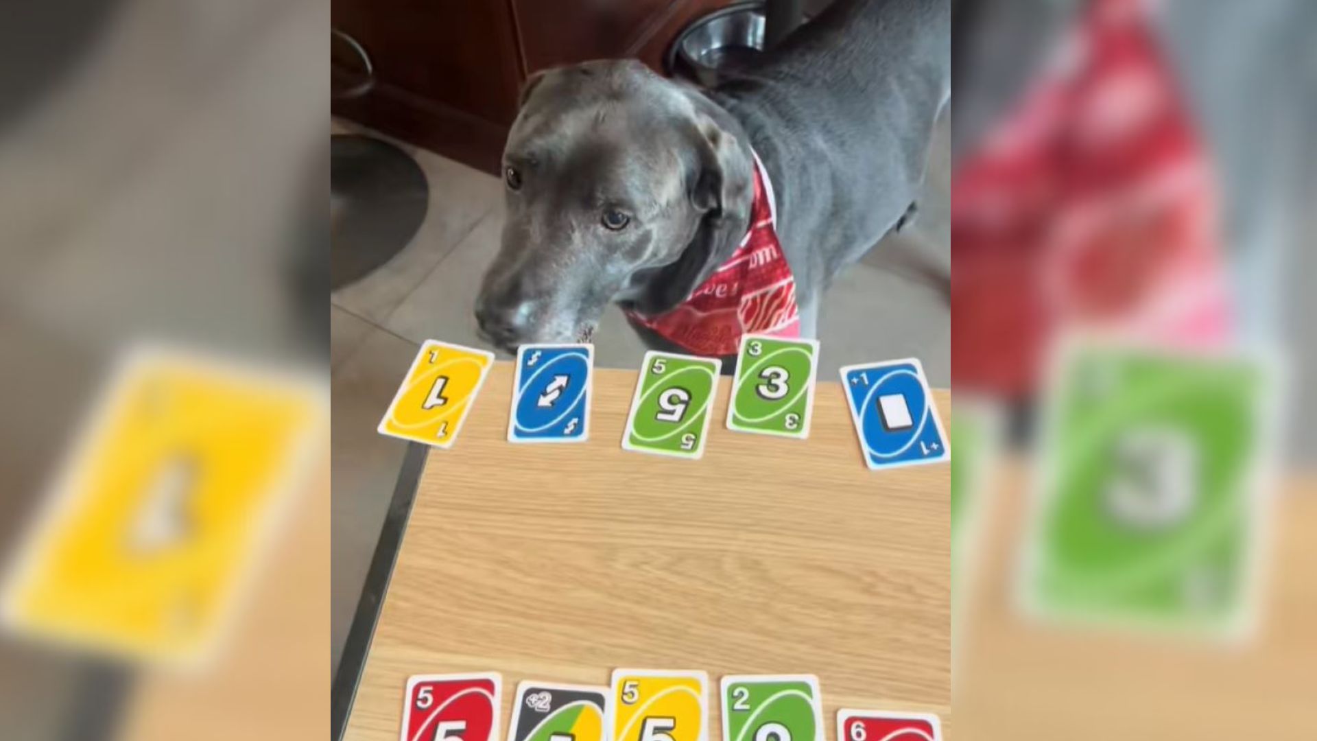 dog playing uno