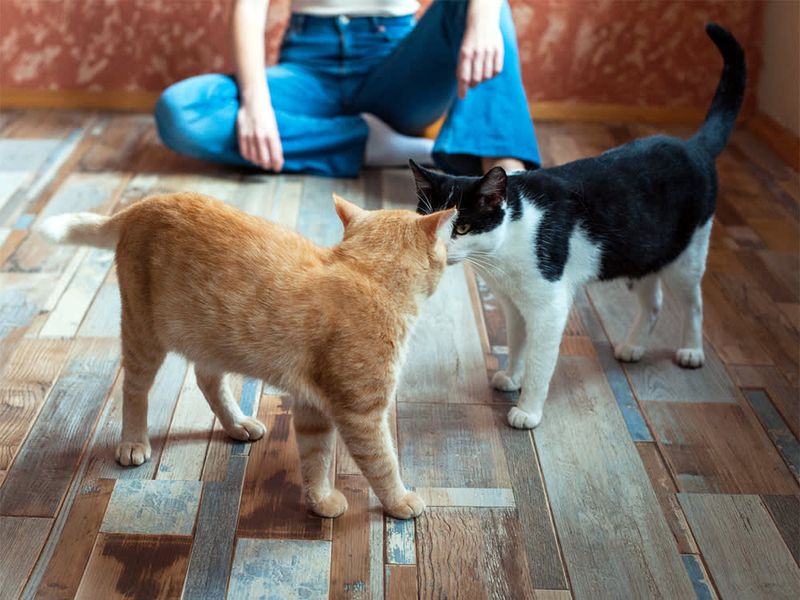 Assess Compatibility With Current Pets