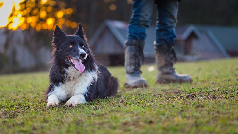 Collie: The Classic Suburban Dream Dog