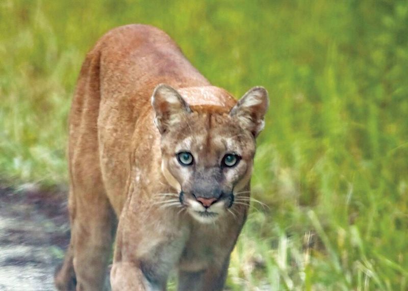 The Last Eastern Mountain Lions