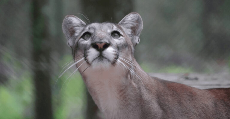 Is The Florida Panther On The Brink Of Extinction? Inside The Fight For Survival