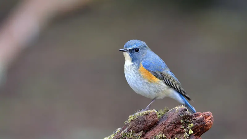 Red-flanked Bluetail