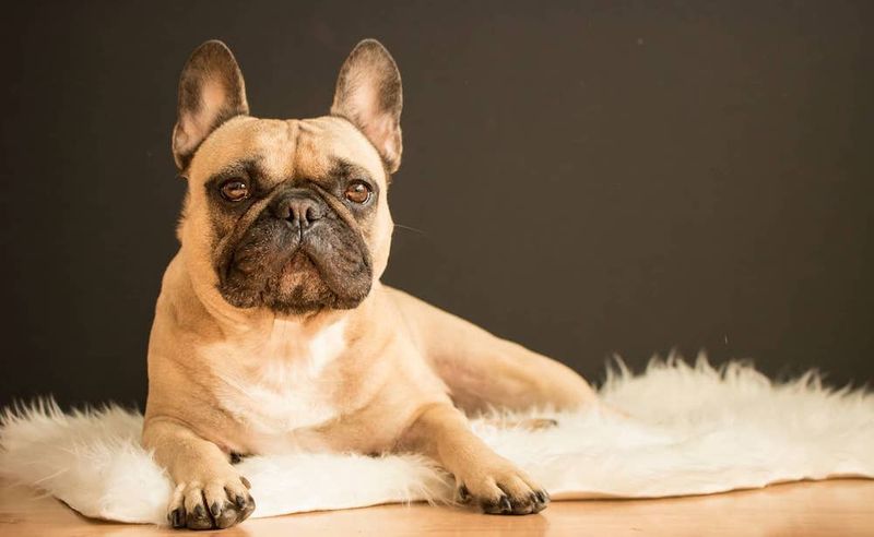 French Bulldog: The City-Dwelling Charmer