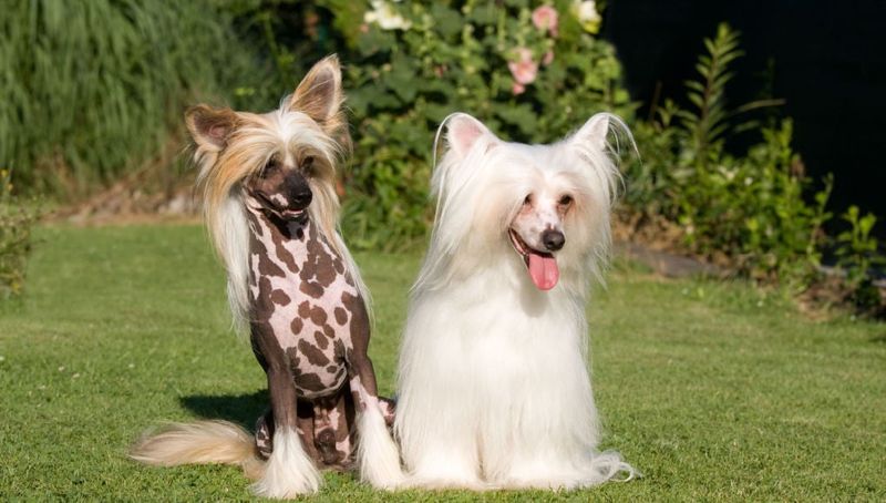 Chinese Crested: Sunshine State Specialists