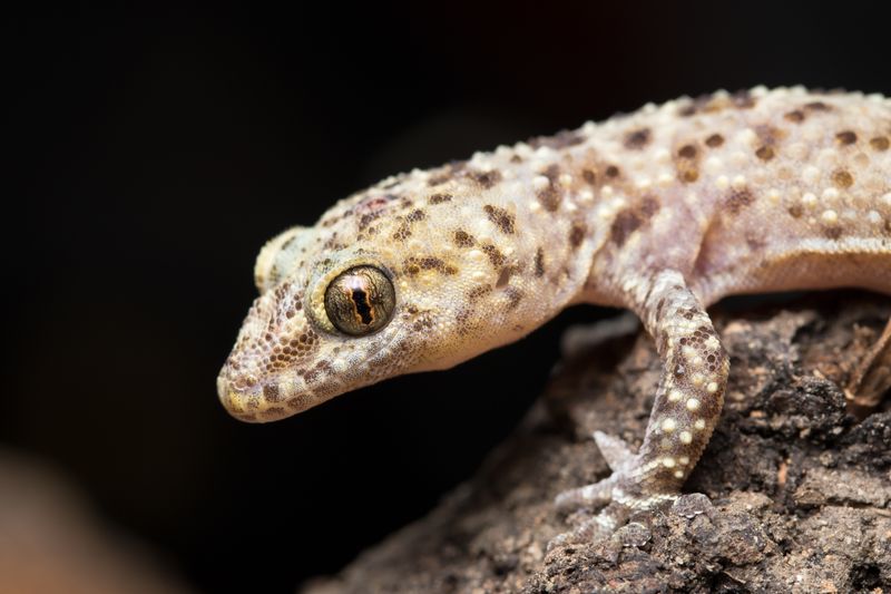 Mediterranean House Gecko: The Nighttime Nuisance