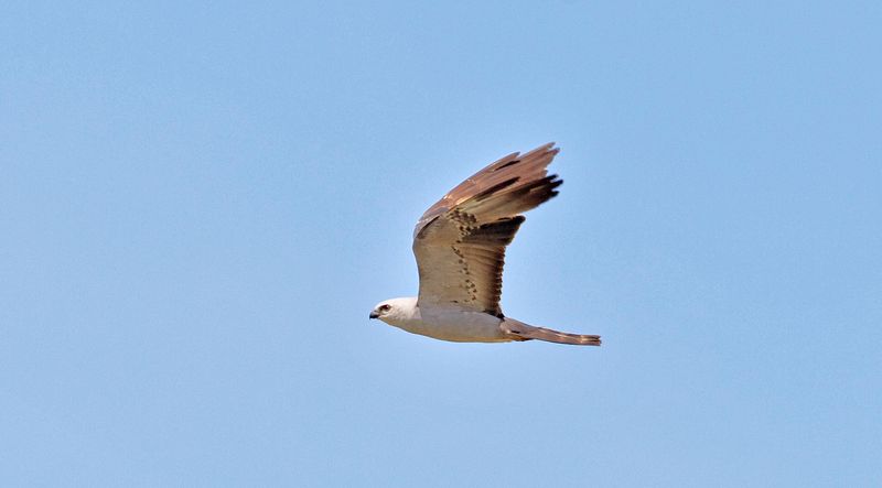 Swallow-tailed Kite - Aerial Acrobat
