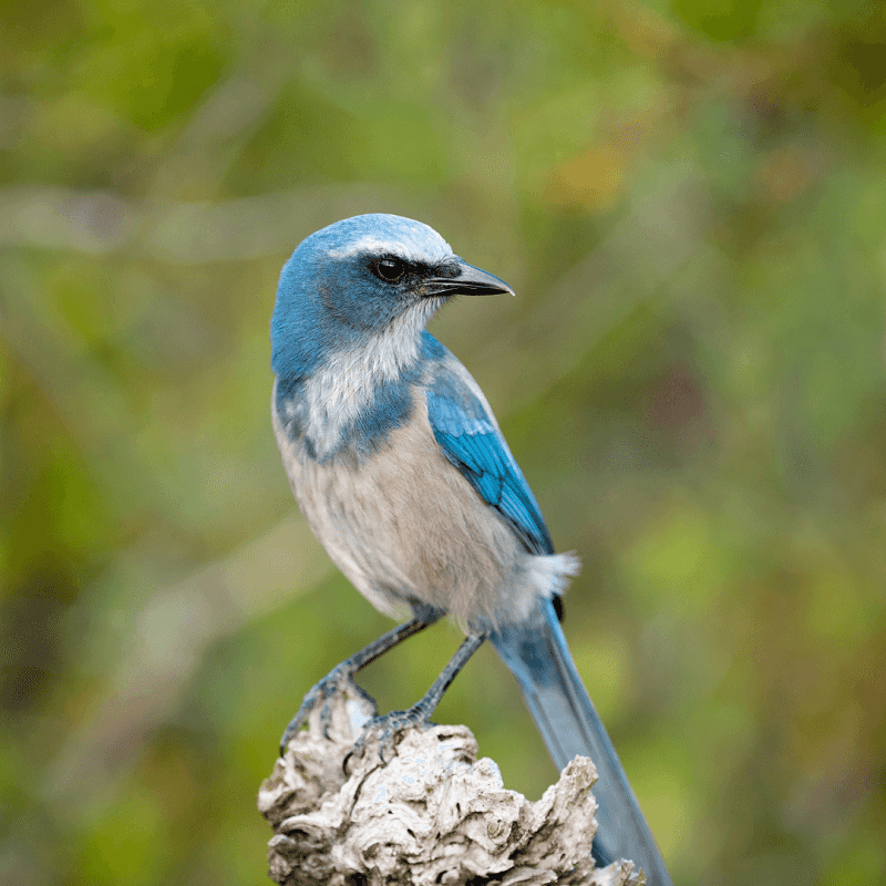 Florida Scrub-Jay