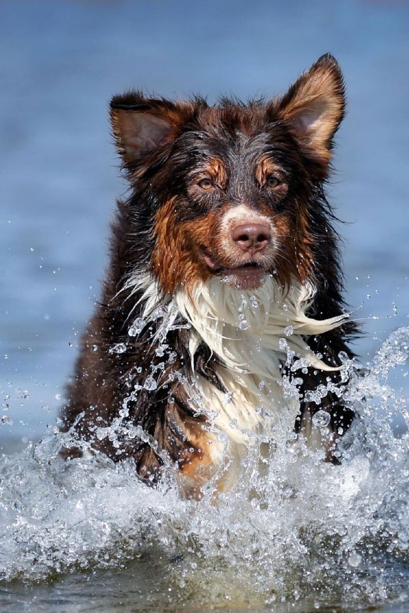 Australian Shepherd
