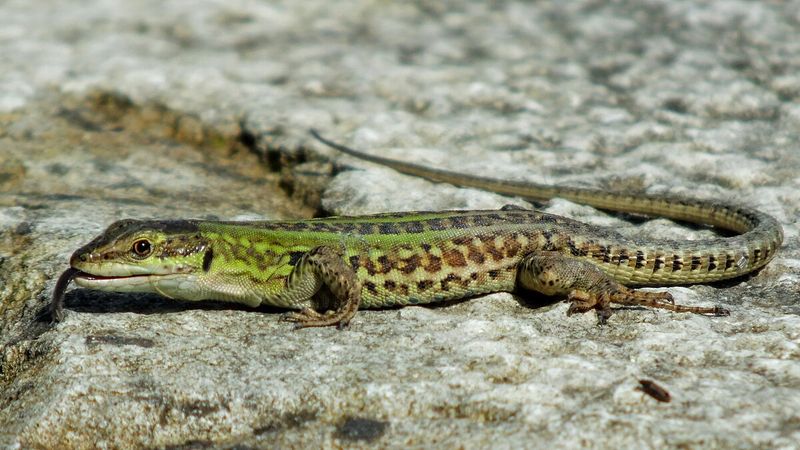 Italian Wall Lizard: The Mediterranean Hitchhiker