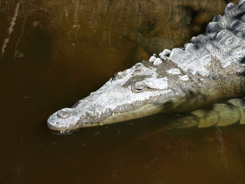 Rare Sightings Of The American Crocodile