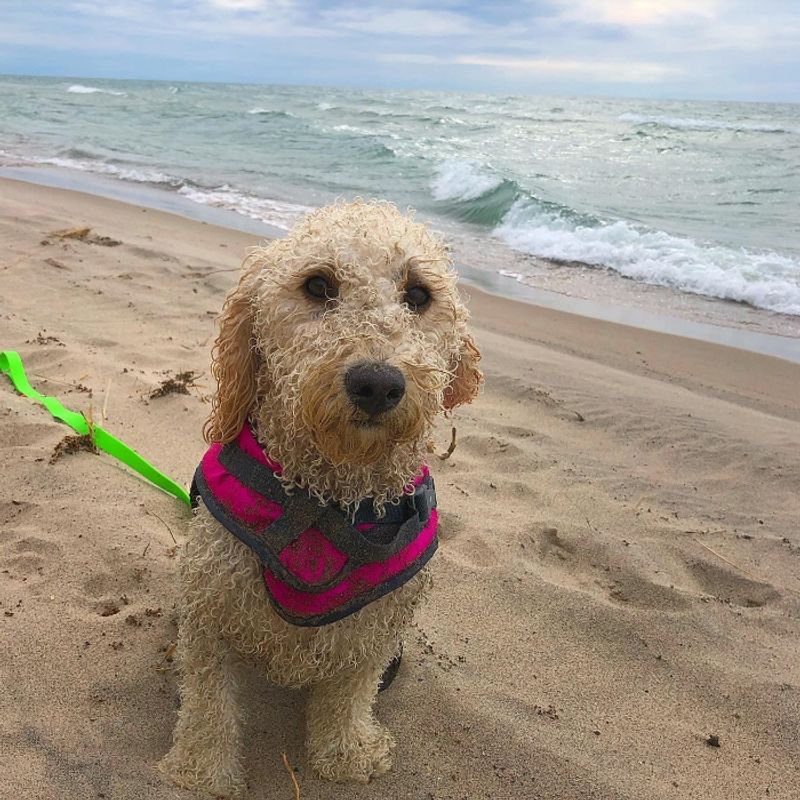 North Beach – Port Sanilac's Pup Paradise