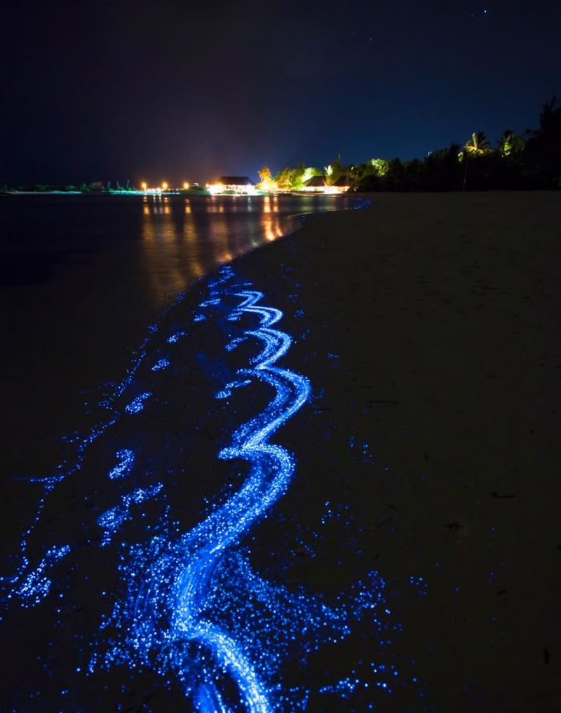Nature's Disco Balls: Noctiluca scintillans