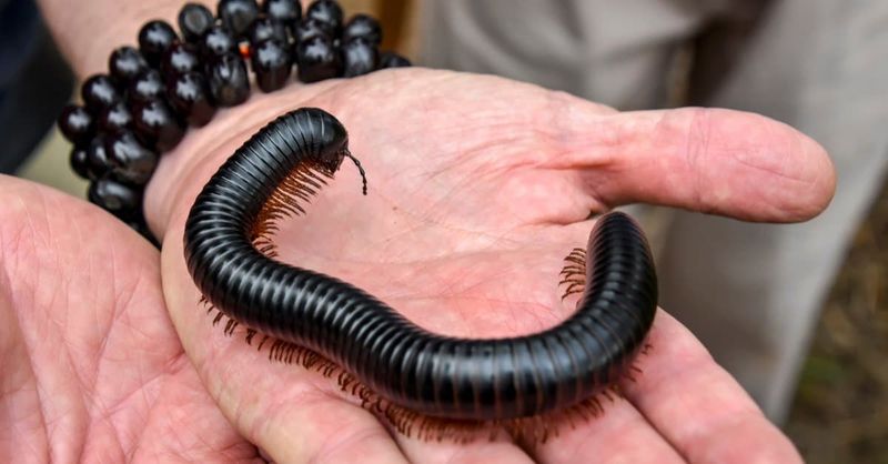 Giant Millipede