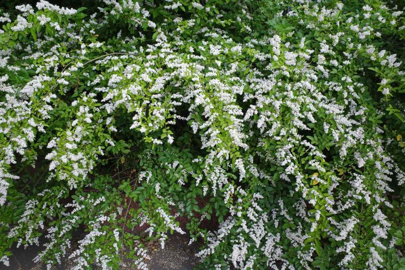 Chinese Privet: The Hedge From Hell