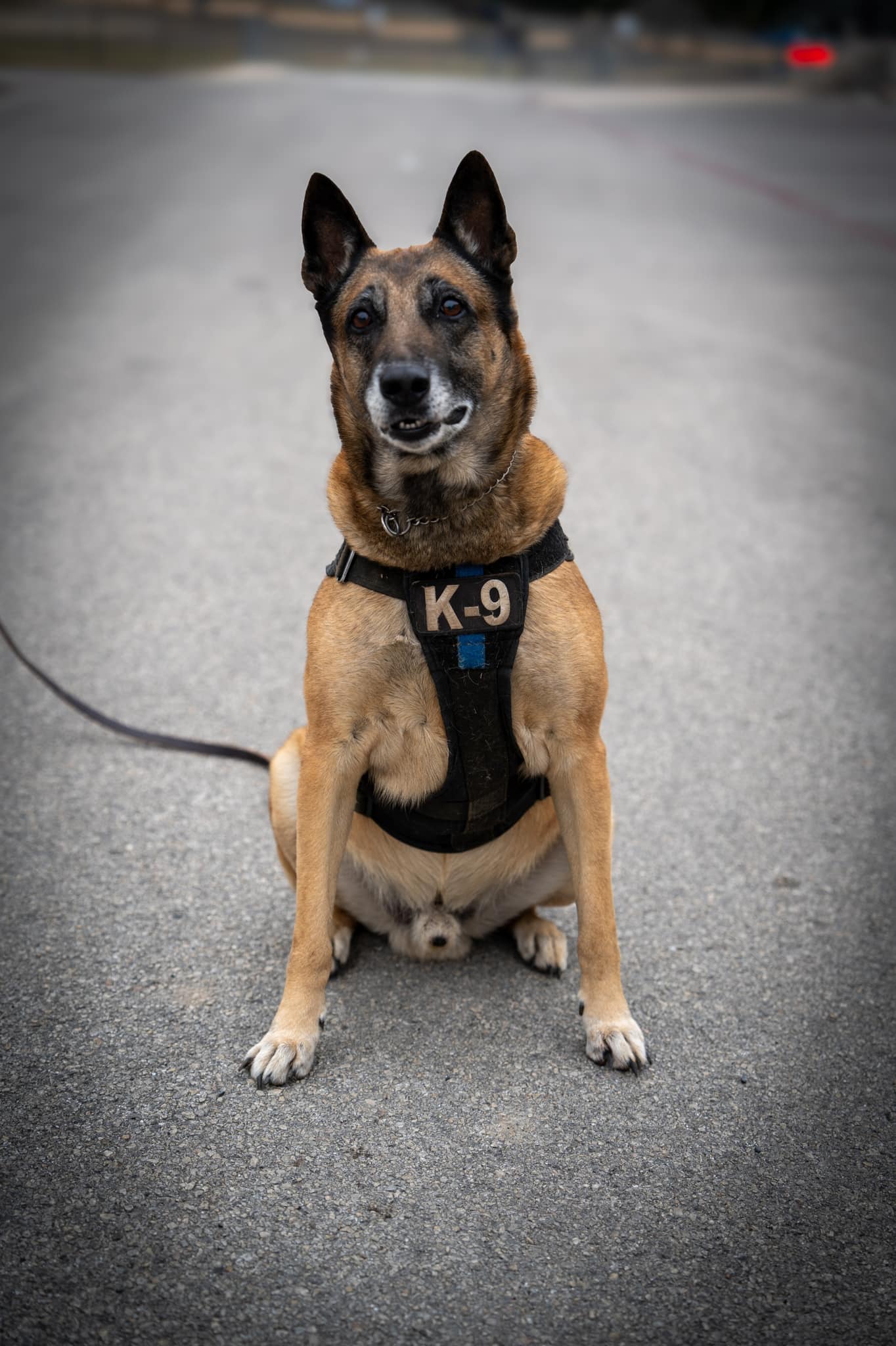K-9 dog