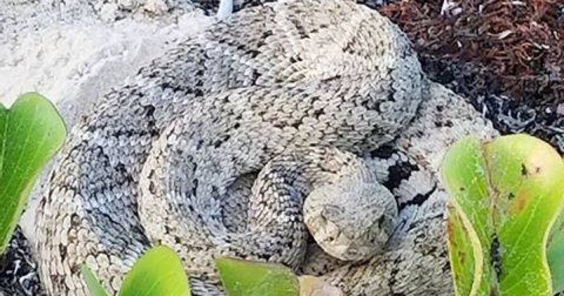 Western Diamondback Rattlesnake: The Desert Defender