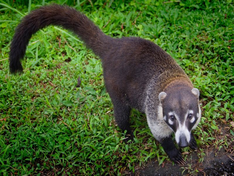 Coati