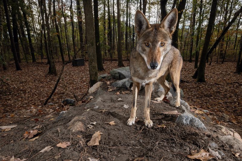 Guardians Against Overgrazing