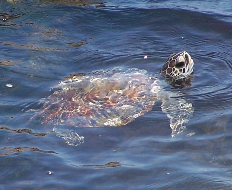 Green Sea Turtle: The Vegetarian Ocean Grazer