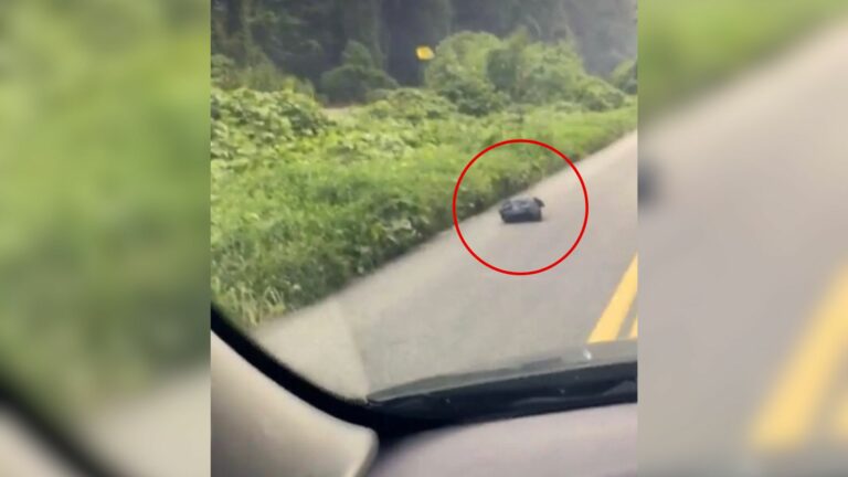 bag on the road