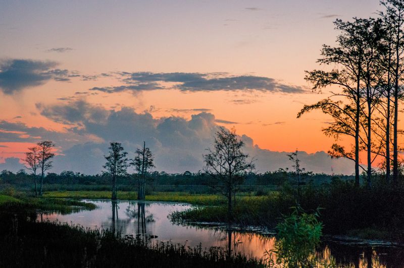 Louisiana's Bayou Bobcats
