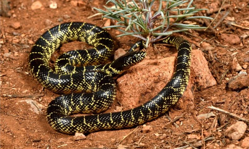 Desert Kingsnake: The Rattlesnake's Nemesis
