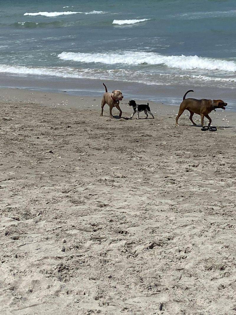 Walton Rocks Dog Beach – Jensen Beach