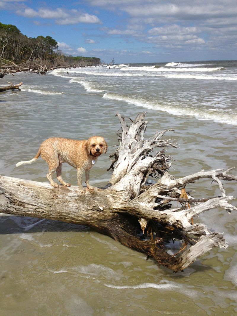 Hunting Island State Park (St. Helena Island)