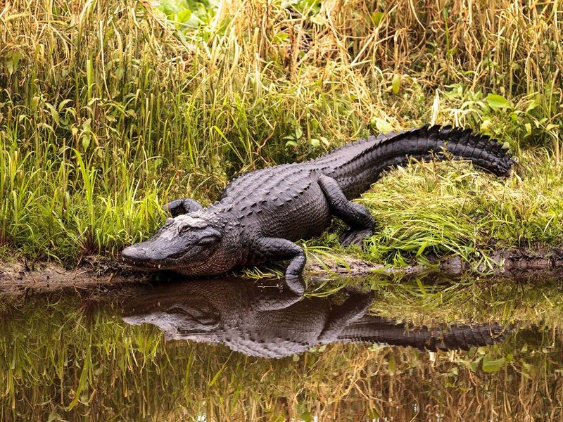 Alligator Holes: Nature's Engineering Marvel