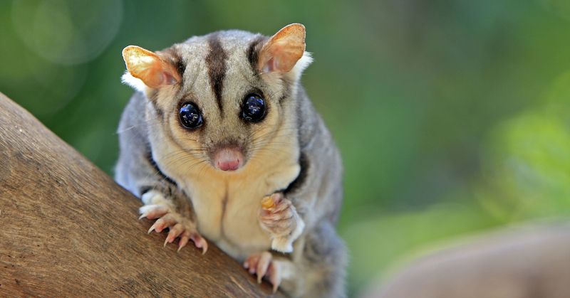Sugar Glider: Pocket-Sized Parachutists