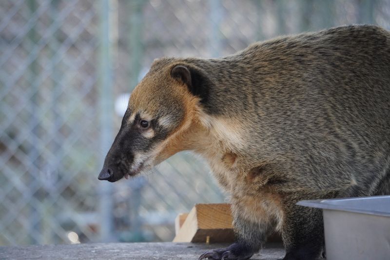 Coatimundi (Nasua nasua)