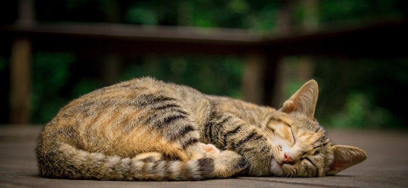 The Cat Café – San Diego