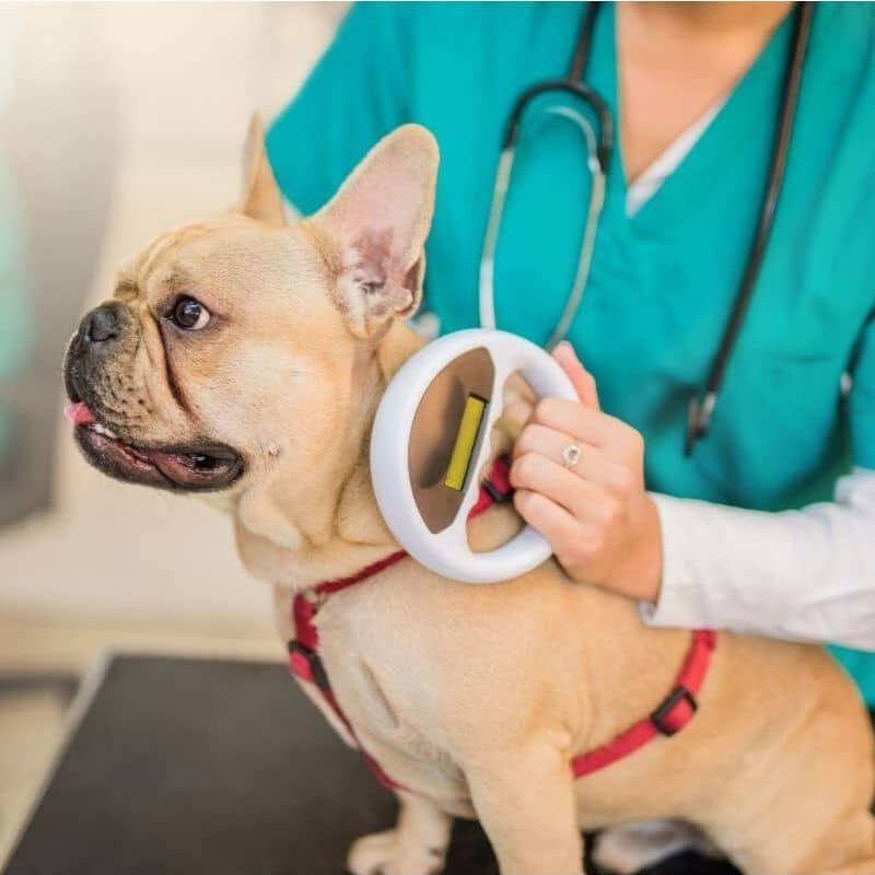 Microchipping is Highly Recommended