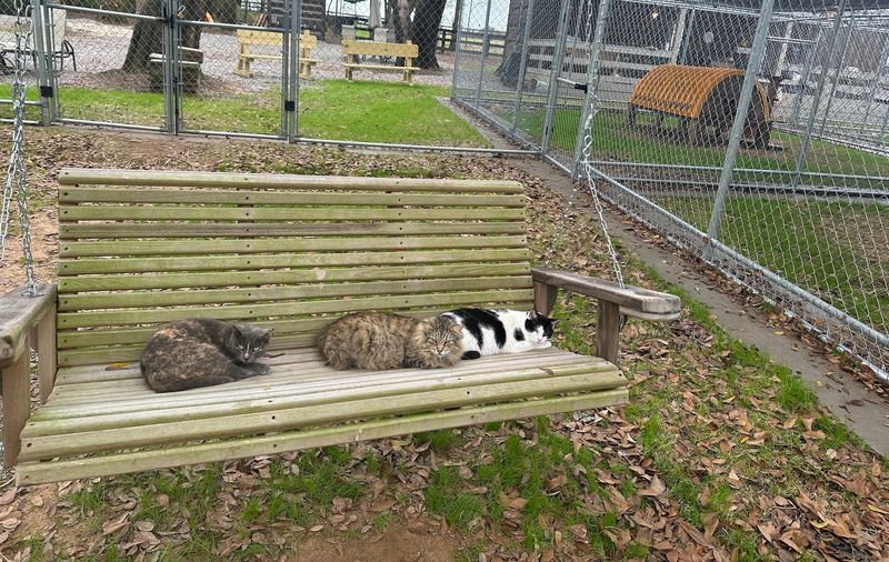 Loves A Good Porch Swing
